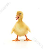Duckling