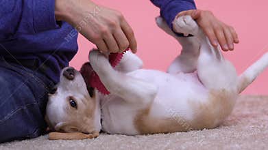 Man holding bone toy playing with dog, stroking stomach, enjoying family pet