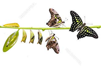Tailed Jay Graphium agamemnon butterfly life cycle