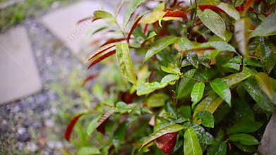 Selective focus of colorful leaf with droplet
