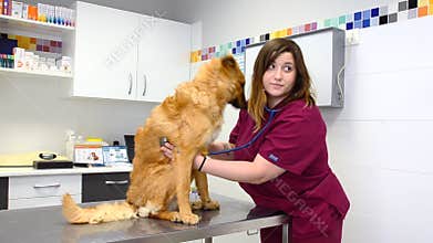 Female veterinary doctor using stethoscope for cute dog examination