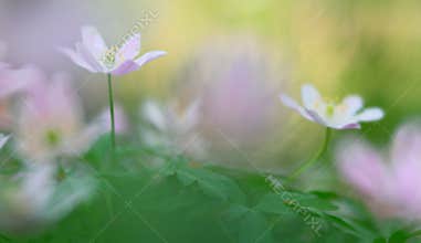 Wild white spring flowers, wood anemone nemerosa
