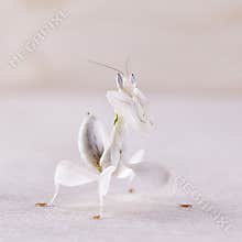 Female hymenopus coronatus also known as Malaysian orchid mantis, in front of white background