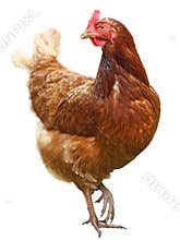Beautiful Brown hen isolated on white background.