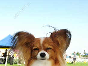 Red Sable Papillon Dog At A Dog Show