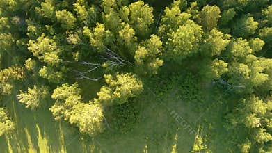 Vertical aerial view of green field and forest at sunset
