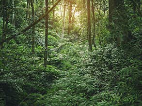 Forest Green Jungle tree Branches Outdoor Nature background