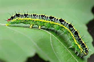 Caterpillar on leaf
