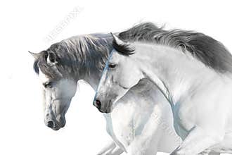 White horses portrait