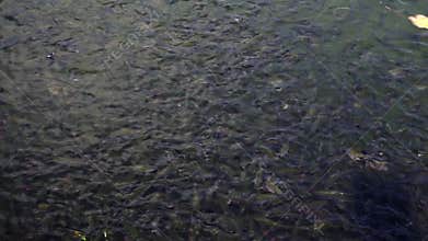 River crowded with fish population