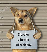 Bad dog broke a bottle of whiskey