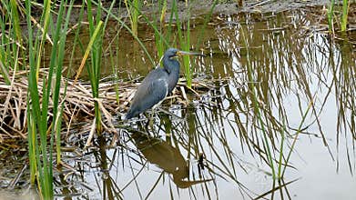 Tricolored Heron, Egretta tricolor, standing in a marsh and flying away.
