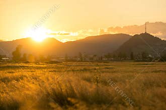Crop field at golden hour