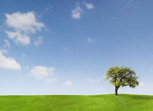 Tree and blue sky