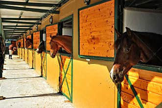 Horses in the stables