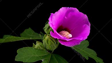 Pink Hibiscus Flower Blooming