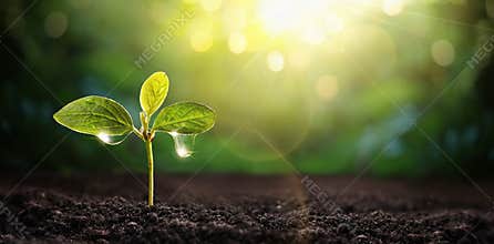 New Life Young Plant in Sunlight. Gardening