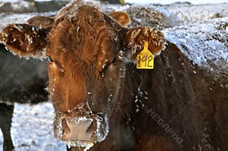 Beef cow in wintry conditions