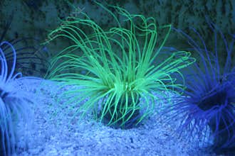 Anemone