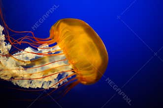 Orange Jelly Fish