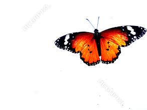 Monarch butterfly, Isolated on white background.