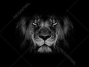 Lion face black and white wallpaper