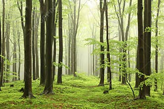 springtime deciduous forest with beech trees covered with fresh leaves on branches in foggy weather may poland misty spring