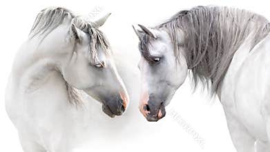 Couple of two white horse