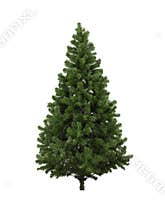 Real Christmas tree, isolated on white background