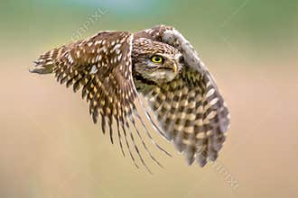 Little Owl flying on blurred background close up