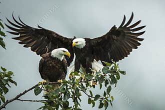 Bald Eagle Pair Near Valdez, Alaska