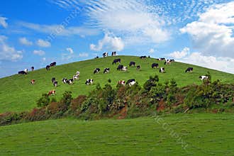 Herd of cows over green hill