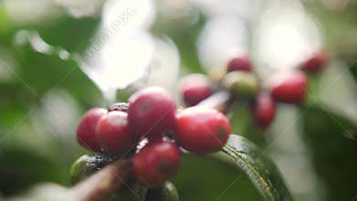 Ripe and Green Coffee Berries at Organic Plantation Farm. Bali, Indonesia. 4K Slowmotion.
