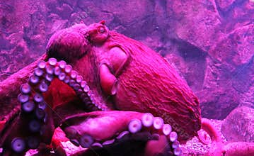 Giant live Octopus in neon light in aquarium