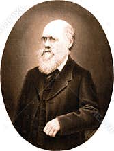 Portrait of Charles Darwin - copper engraving