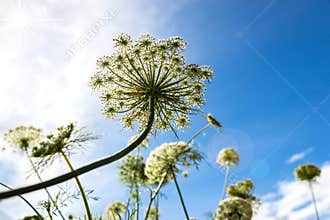 Carrot Flowers in The Sunshine
