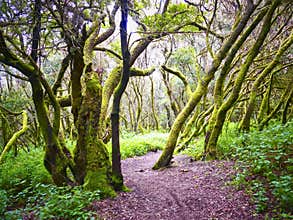 Laurel forest in fog, El Hierro, Canary Islands, Spain