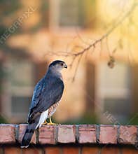 Coopers Hawk Accipiter cooperii
