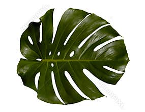 Palm Leaf