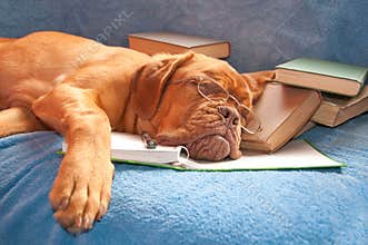 Tired dog asleep