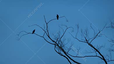 Birds fly off branches