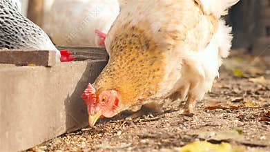 Hen pecks grain near the trough