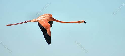 Flying Flamingo
