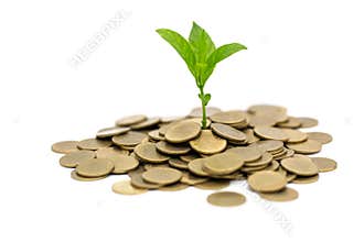 Plant that grows on the gold coin with isolated on white background, money saving and investment financial concept, growth through