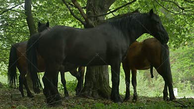 Horses in the forest