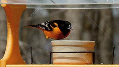 A male Baltimore Oriole in breeding plumage visits a bird feeder in Minnesota