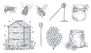 Honey bees engraving. Hand drawn beekeeping, vintage honey farm and honeyed bee pollen vector illustration set