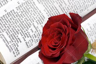 Bible and Rose 3