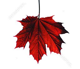 Maple leaf