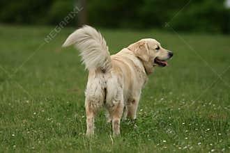 Beautiful Golden Retriever